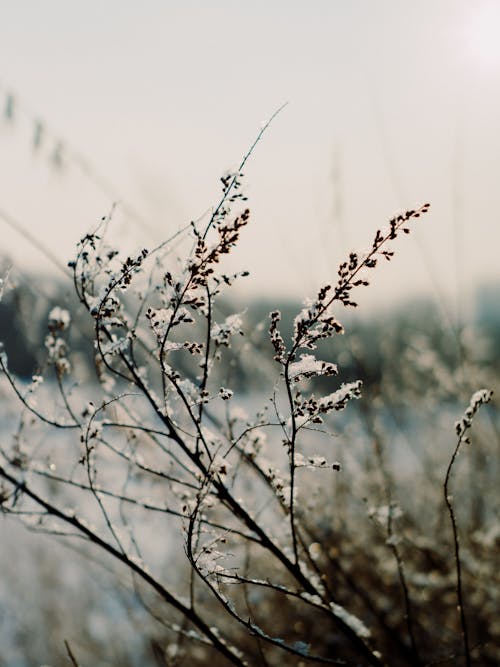 Kostenloses Stock Foto zu äste, botanisch, dämmerung