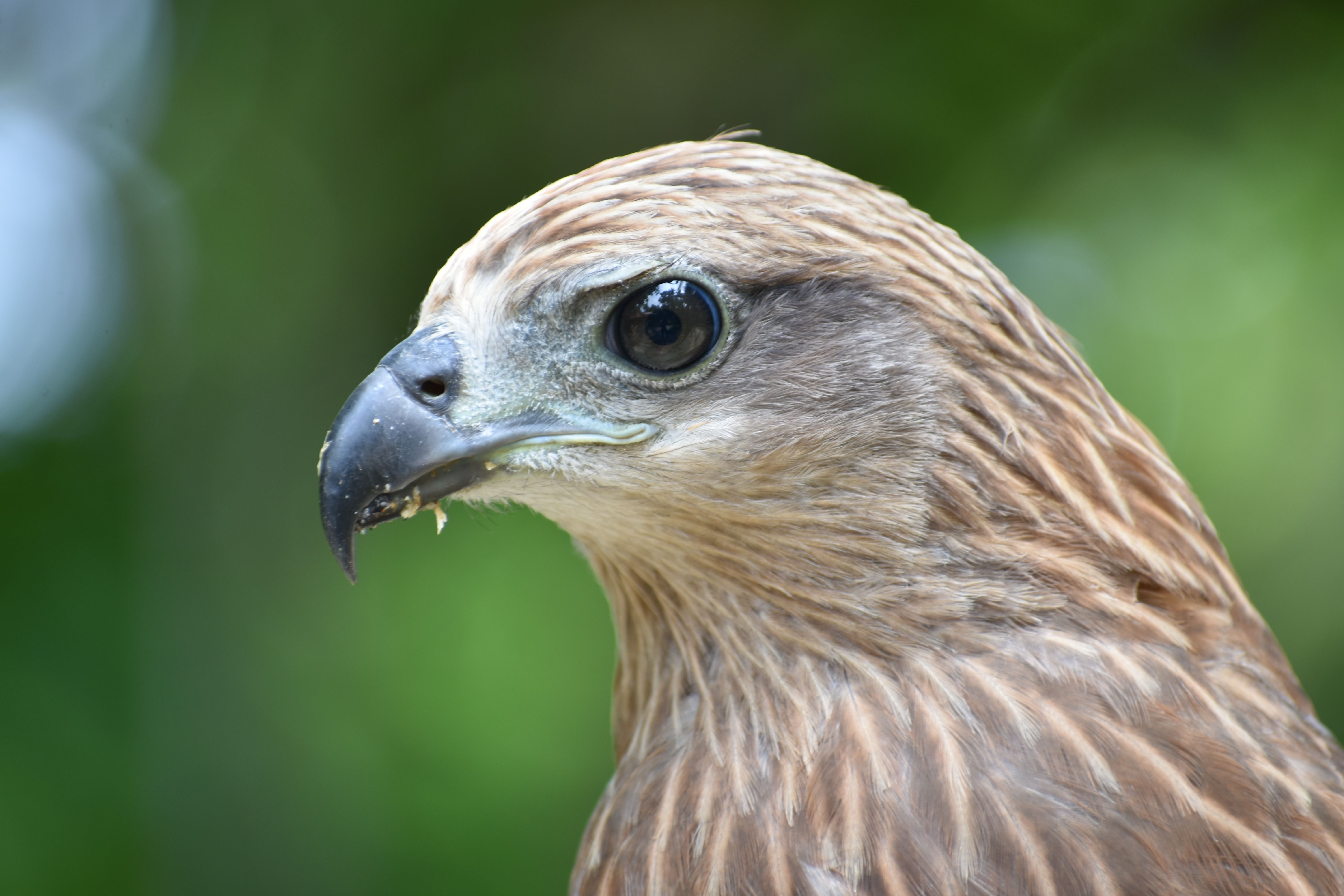 6500 Koleksi Gambar Burung Rajawali Besar Gratis Terbaru
