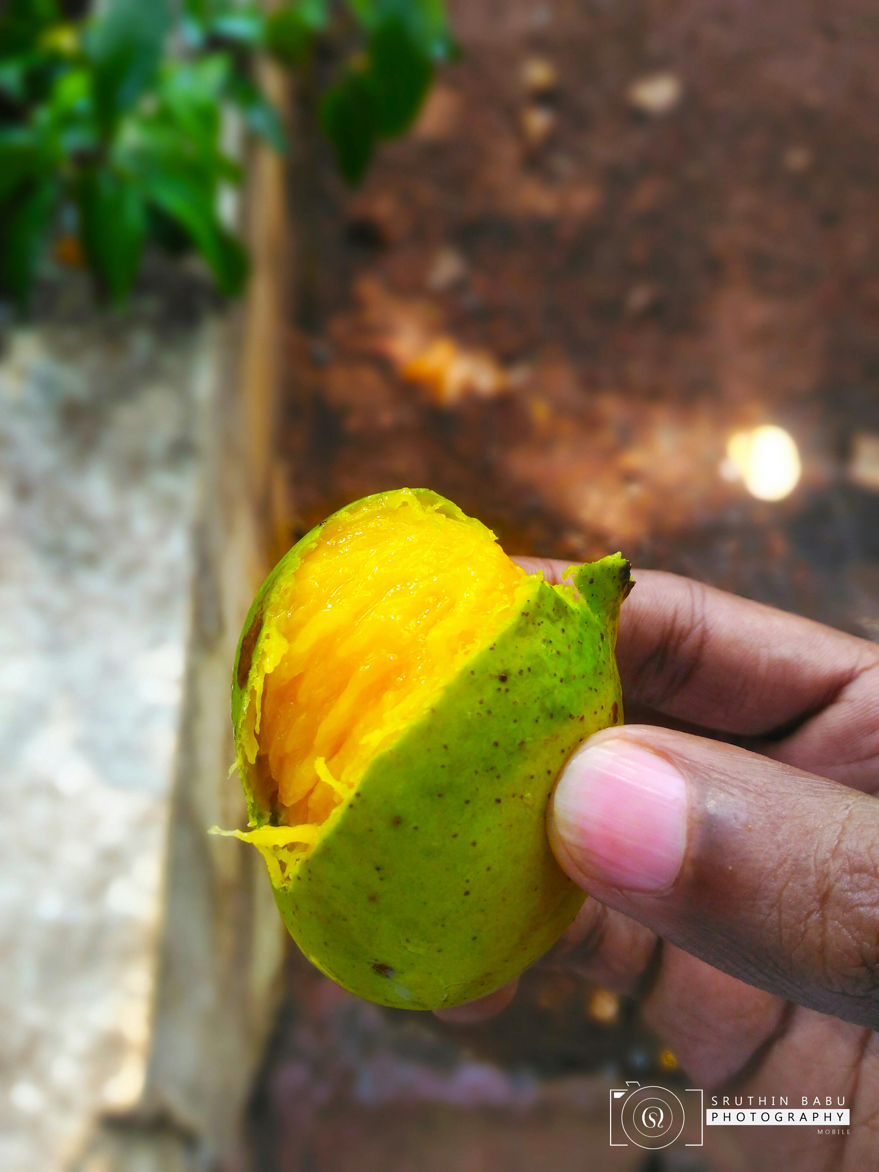 Free stock photo of Mango Fruit, mangoes, Sweet Mango
