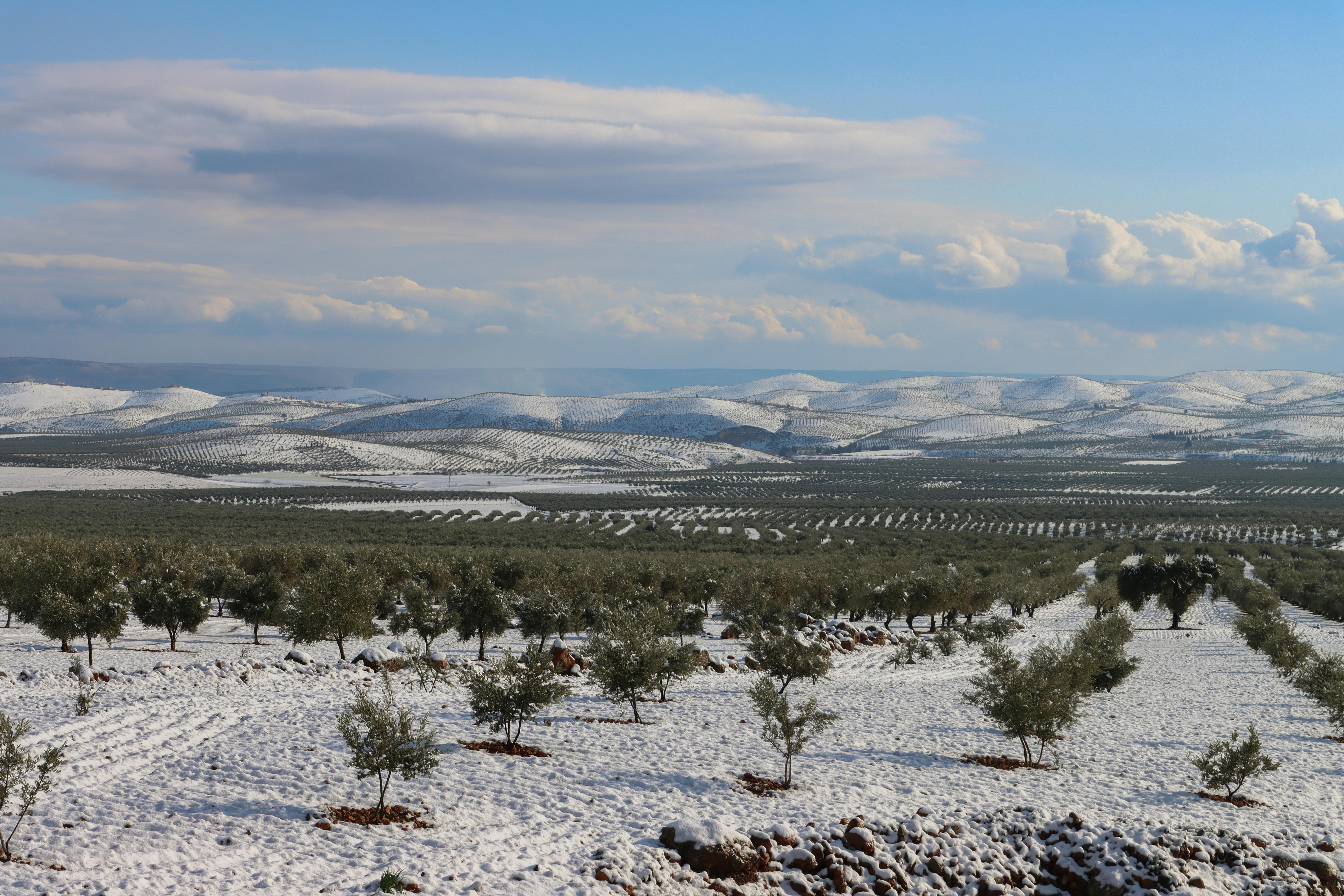 Trees on the Snow Covered Field · Free Stock Photo