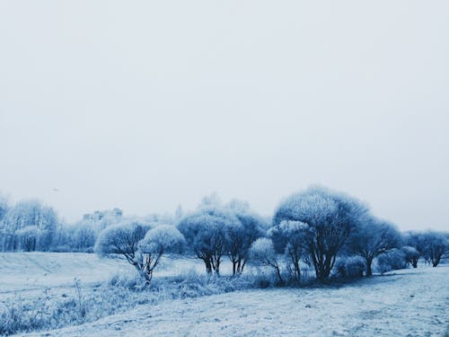 Snow Covered Trees on the Ground