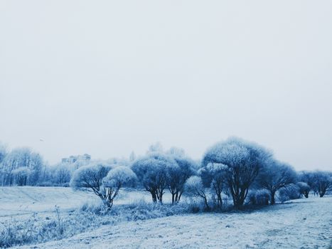 Serene winter scene with frost-covered trees and snow in Saint Petersburg, Russia.