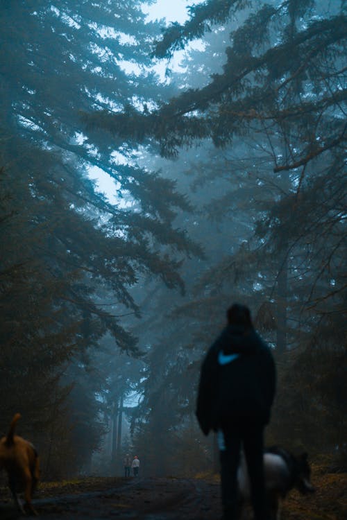 People with Dog Companion Walking on Path of Gloomy Forest