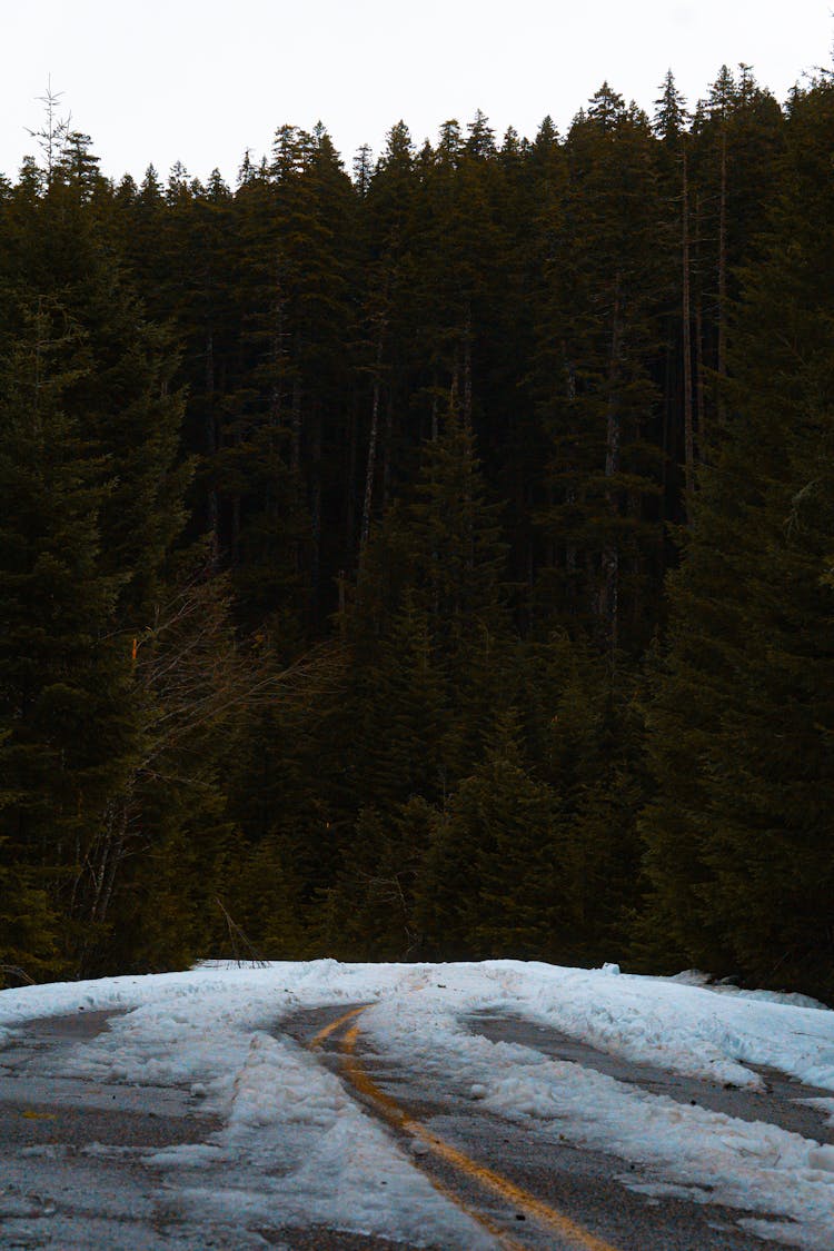 Snow On Road Near Coniferous Trees