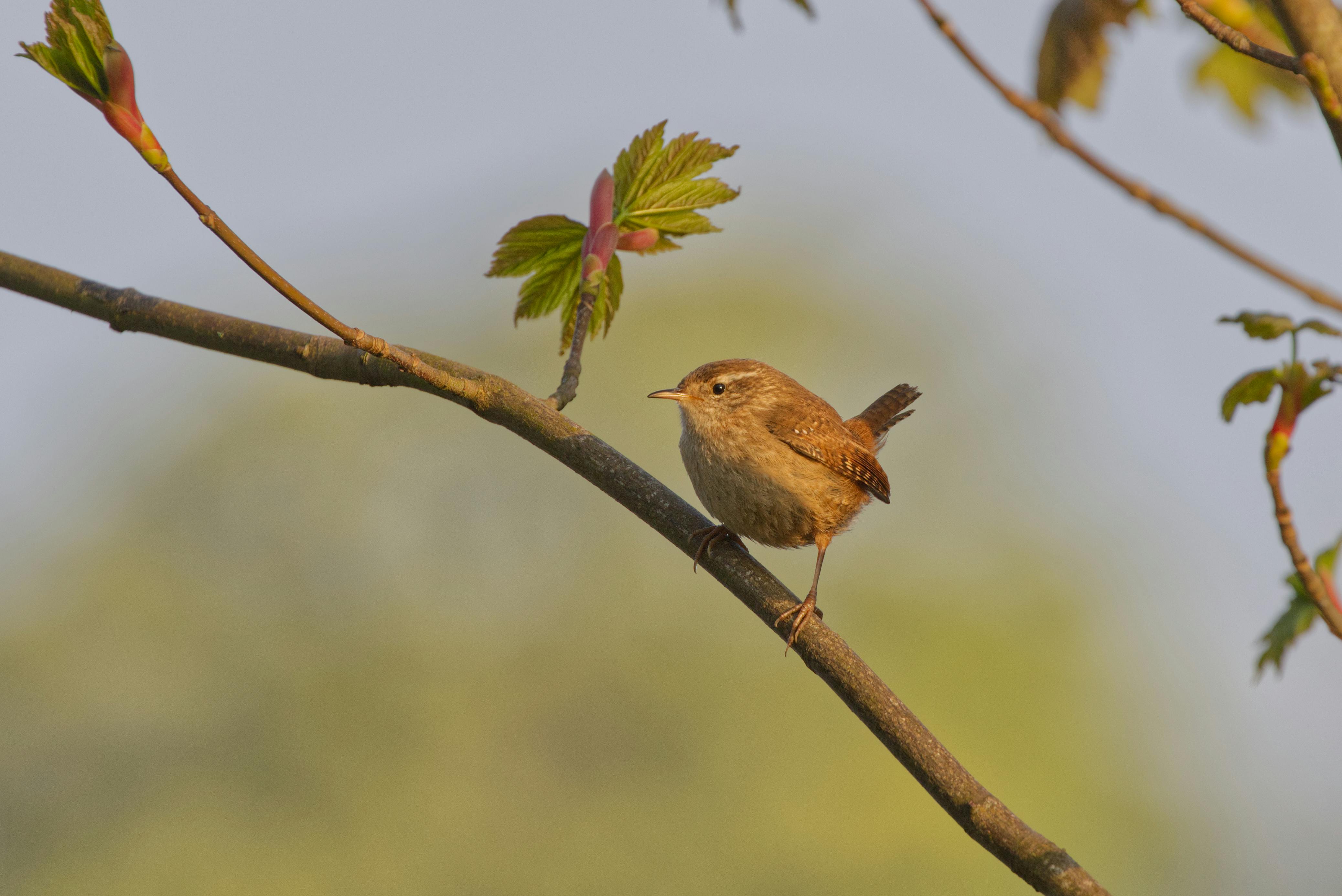 Wrens Photos, Download The BEST Free