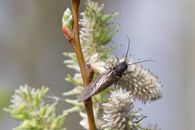 Detailed photo of a stonefly perched on a budding spring flower branch.