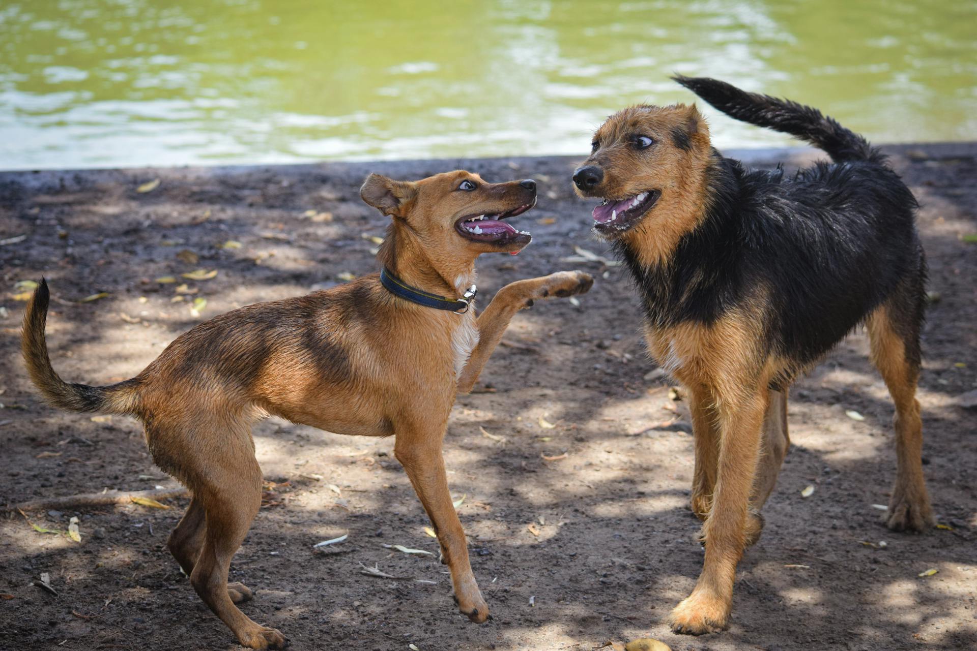 Photo of Dogs on Brown Soil