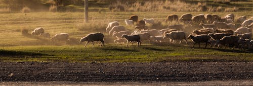 Free stock photo of drove, sheep, sunset