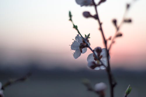 Gratis arkivbilde med blomst, solnedgang