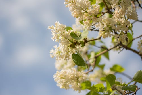 Free stock photo of bloom, blossom, flower