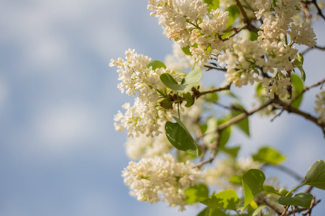 Free stock photo of bloom, blossom, flower Stock Photo