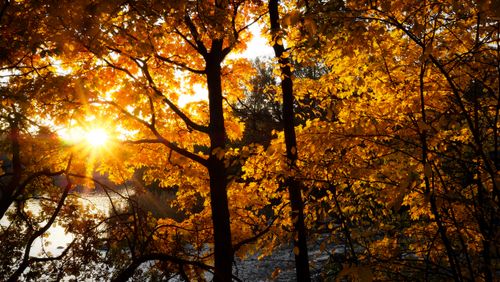 Free Beautiful autumn scene in Helsinki with golden sunlight filtering through the trees, showcasing vibrant fall colors. Stock Photo