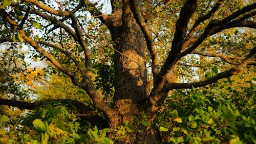 De franc Foto d'estoc gratuïta de arbre, branques d'arbre, Fons de pantalla 4k Foto d'estoc