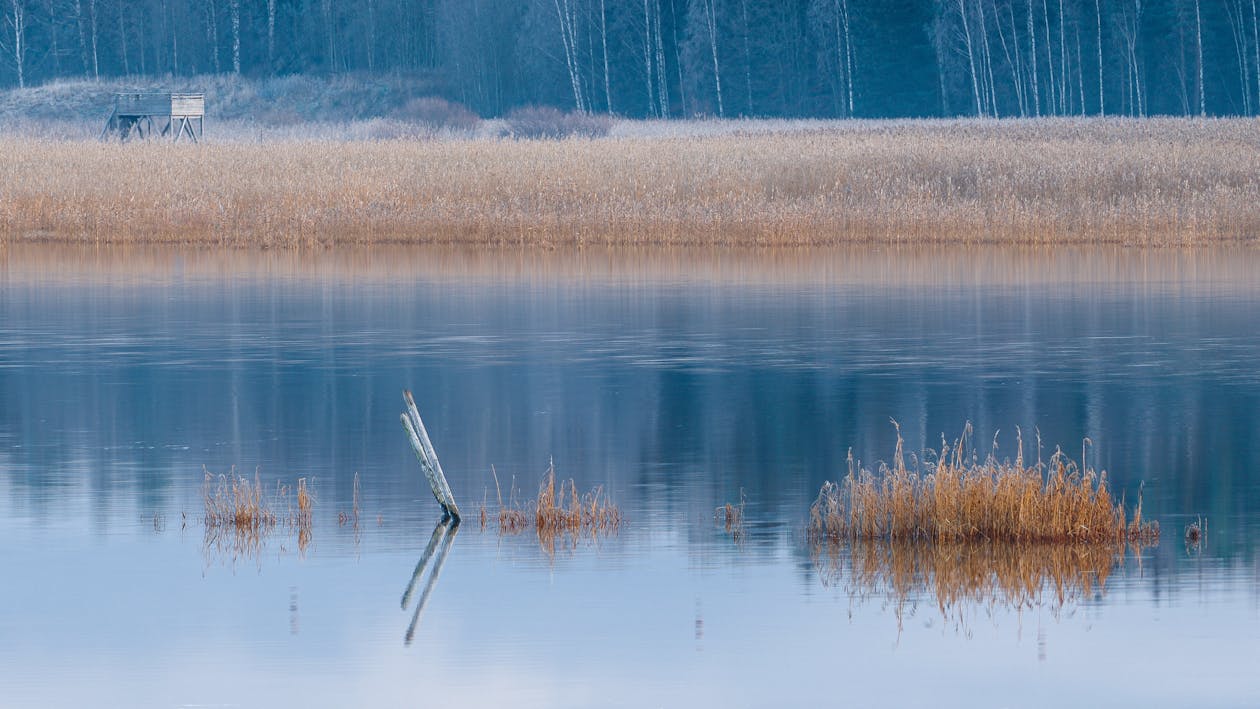 Бесплатное стоковое фото с болото, камыши, озеро