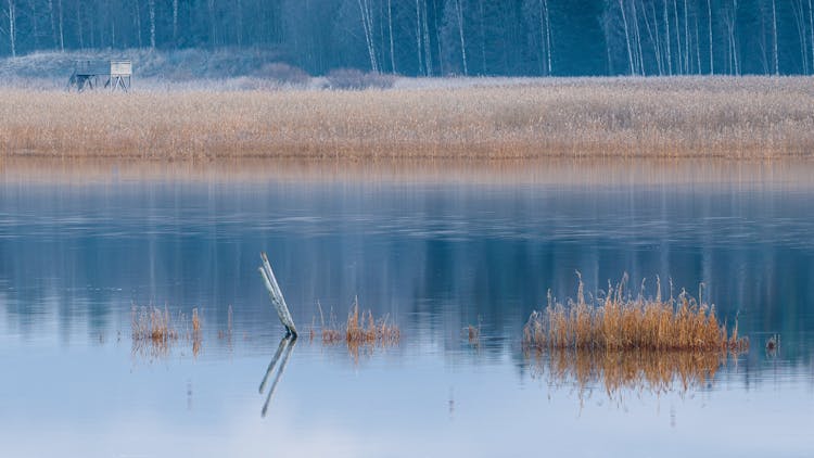 Swamp Surrounded Of Marsh Reeds