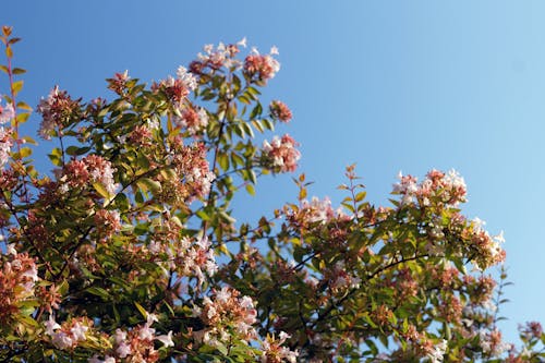 Kostnadsfri bild av abelia, blå himmel, blommor