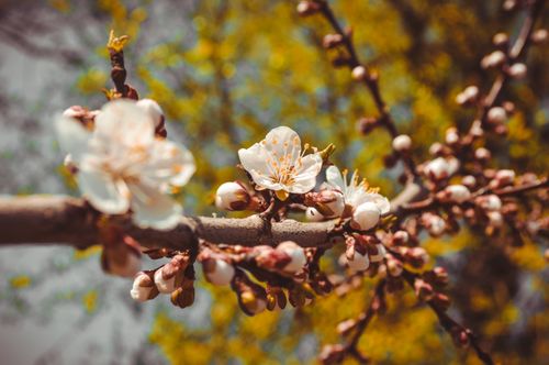 Free Beautiful cherry blossoms in full bloom during a warm spring day, showcasing delicate petals. Stock Photo