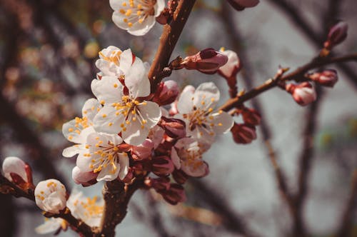 Ingyenes stockfotó ág, bimbó, cseresznyevirágok témában