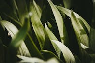 镜头详细展示了沐浴在阳光下的绿叶的自然纹理和充满活力的色调