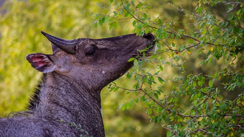 Kostnadsfri bild av djur, indien, natur