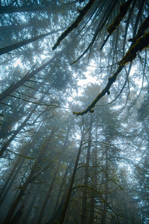 Free Captivating view of misty forest tall trees with a serene atmosphere. Stock Photo