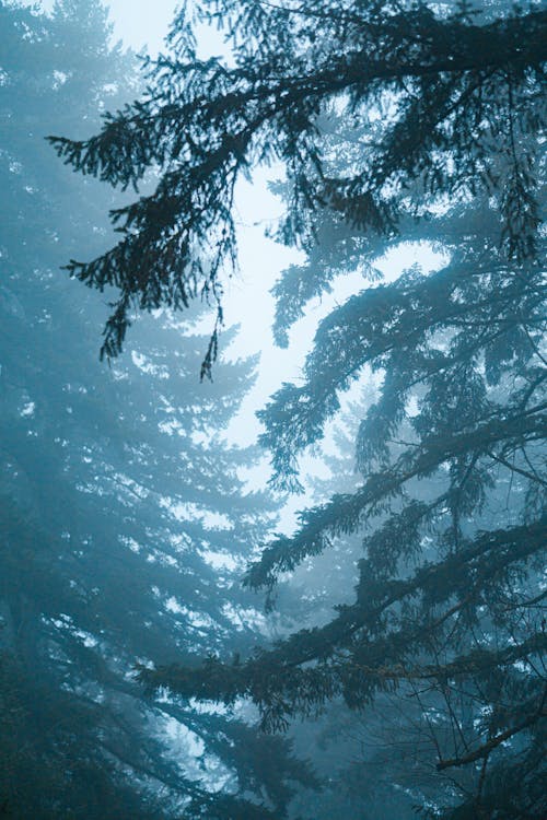 Foto profissional grátis de árvores, coníferas, floresta