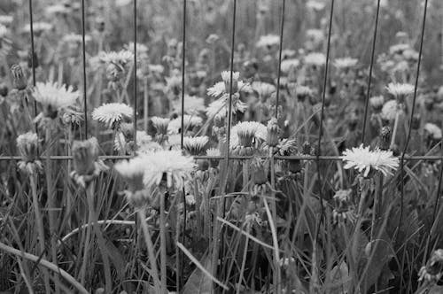 Free Grayscale Photo of Flowers Stock Photo