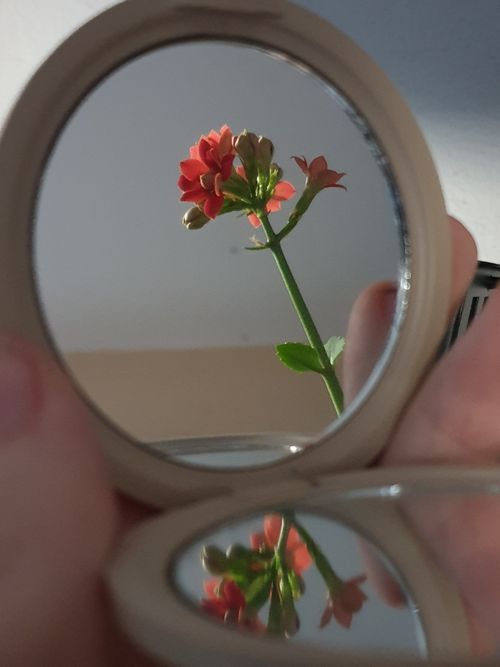 Free stock photo of aesthetic, cute, flower Stock Photo
