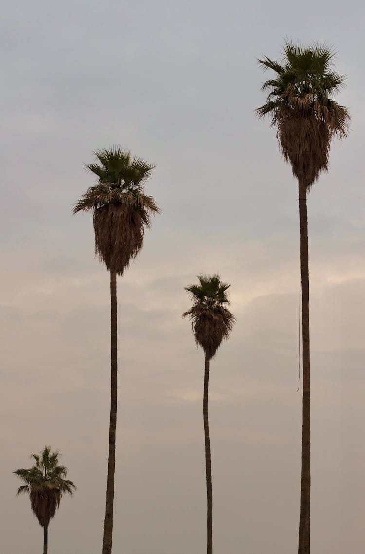 California Palm Trees Under The Sky
