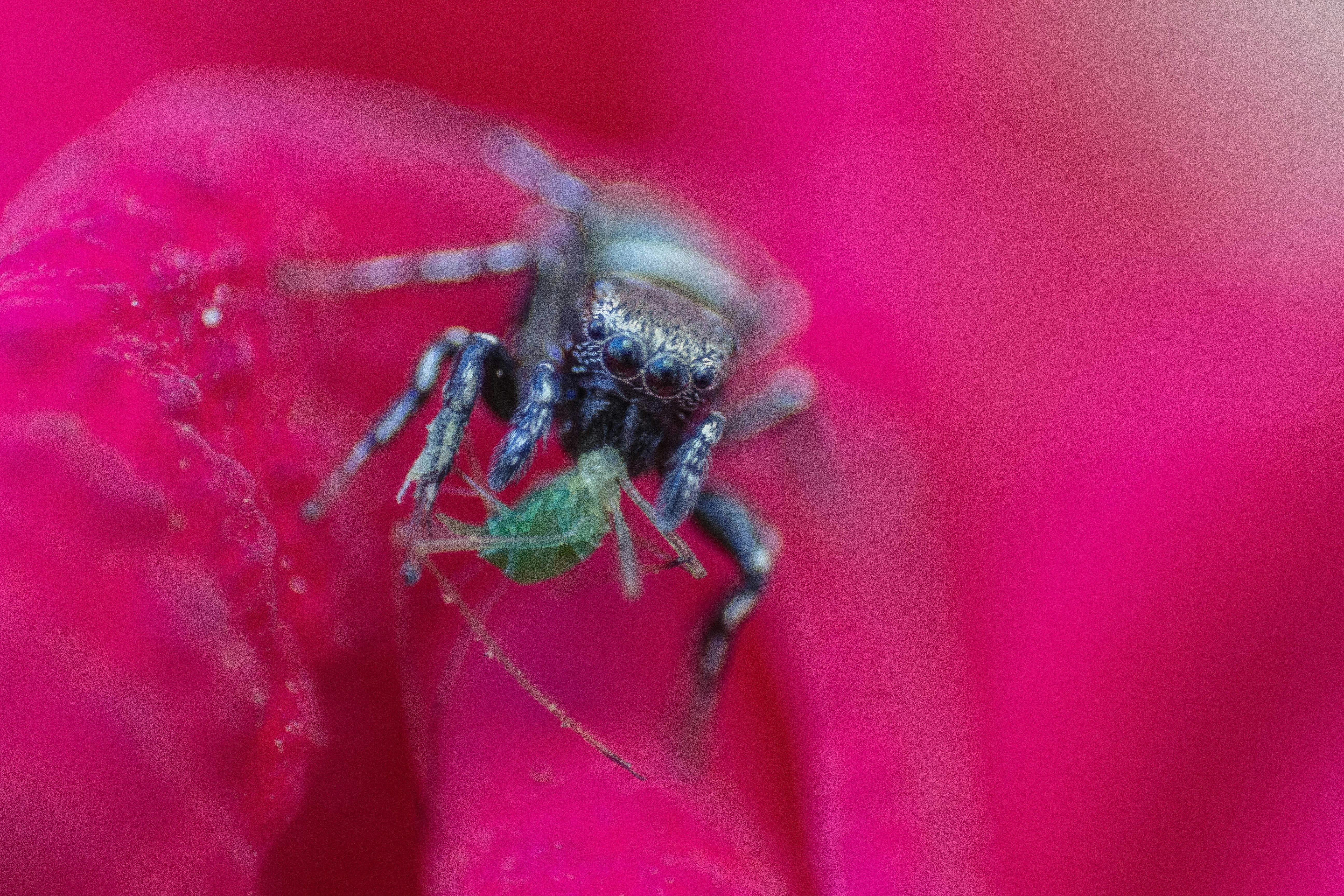 [ColoSach]-macro-shot-of-a-spider-on-a-pink-flower-with-vibrant-colors.