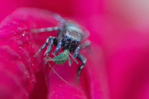 緑の昆虫を食べる黒いクモのクローズアップ写真