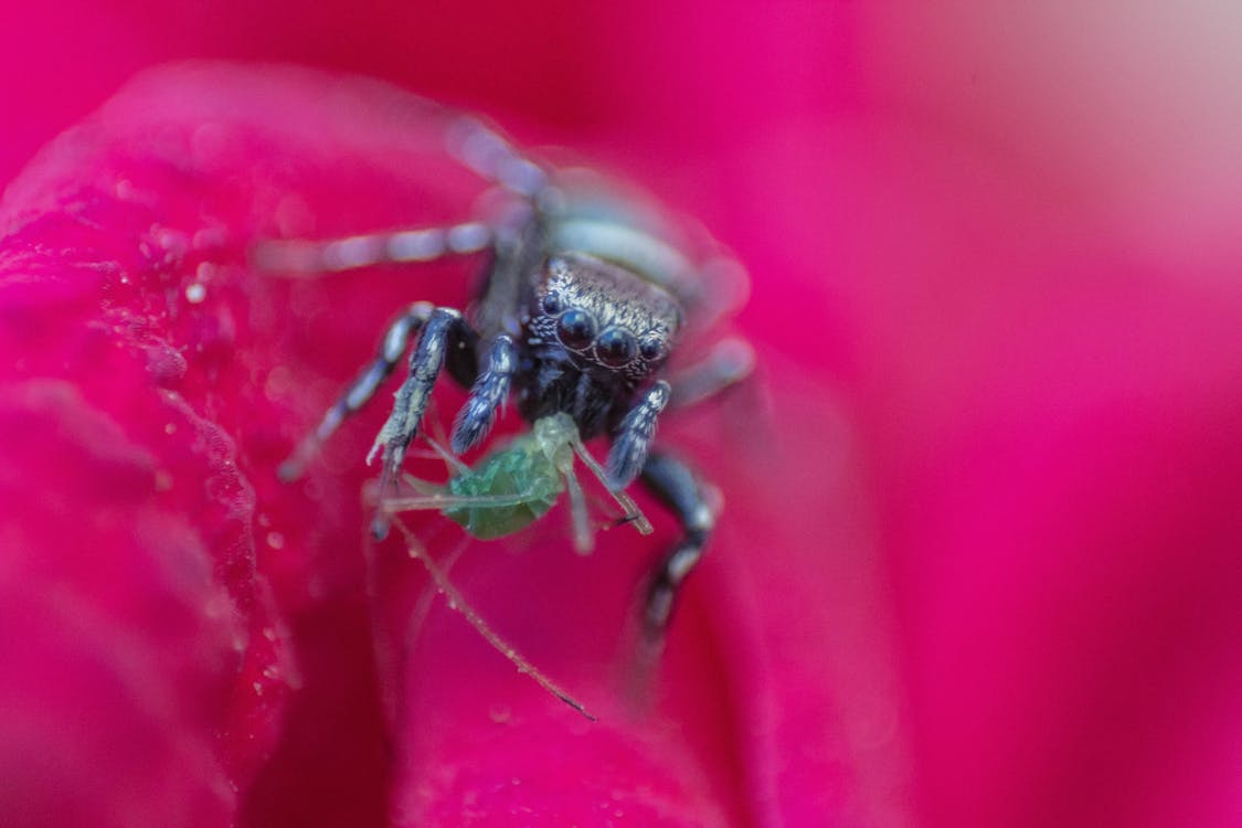 Close Up Photo of Black Spider Eating Green Insect