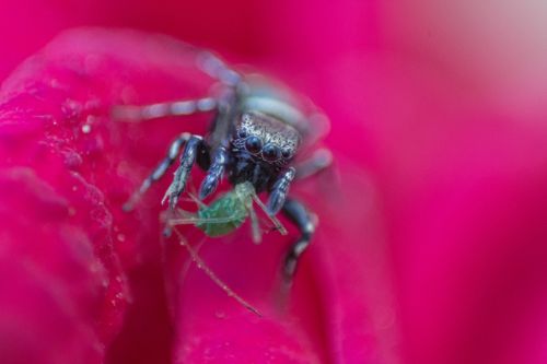 Free Macro shot of a spider on a pink flower with vibrant colors. Stock Photo
