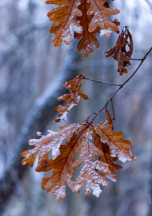 Free Snow-dusted oak leaves on a branch with a blurred background, capturing winter's beauty. Stock Photo