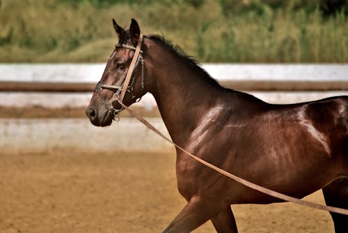 Gratis Fotos de stock gratuitas de animal domestico, caballo, dirigir Foto de stock