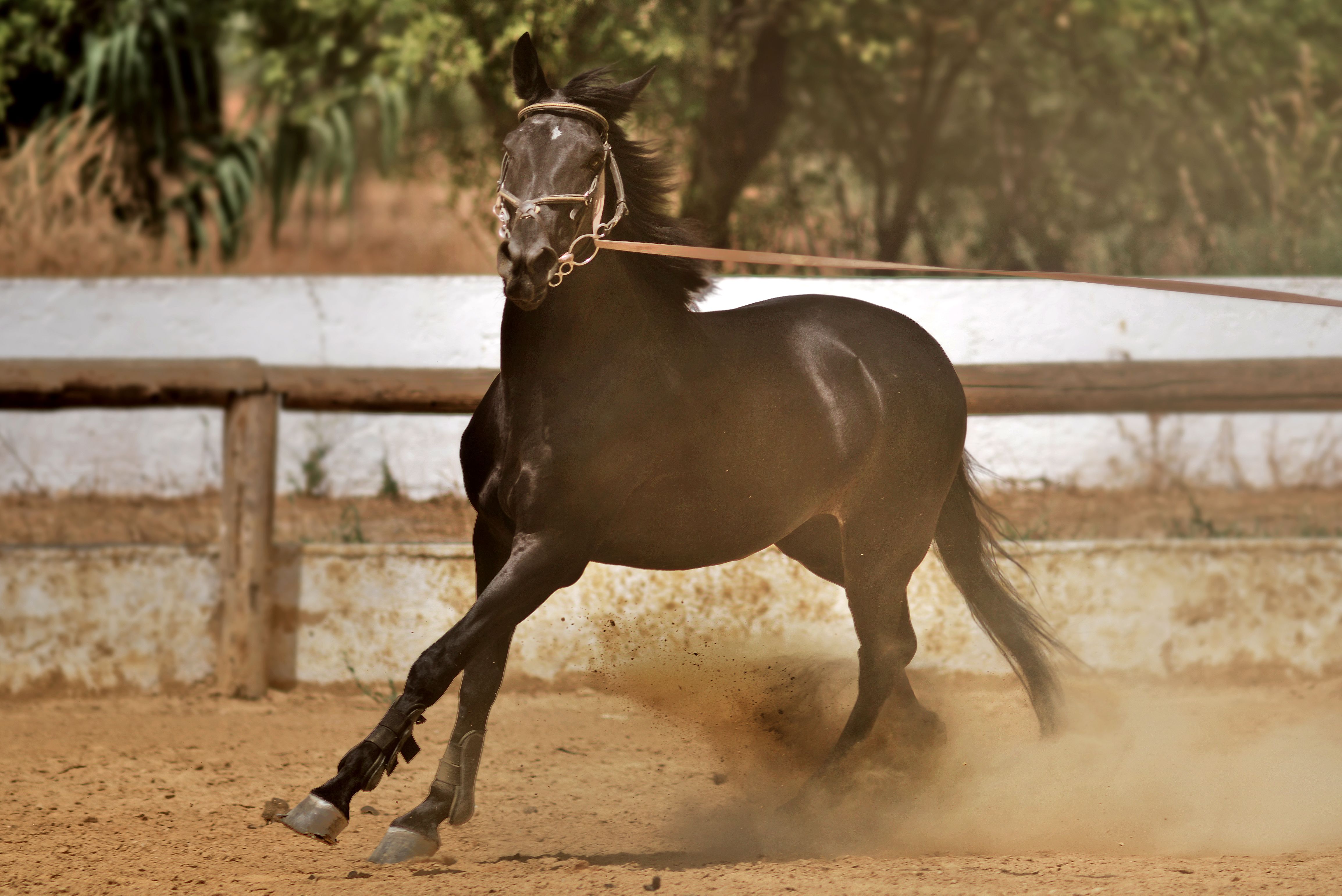 Brown Horse Riding · Free Stock Photo