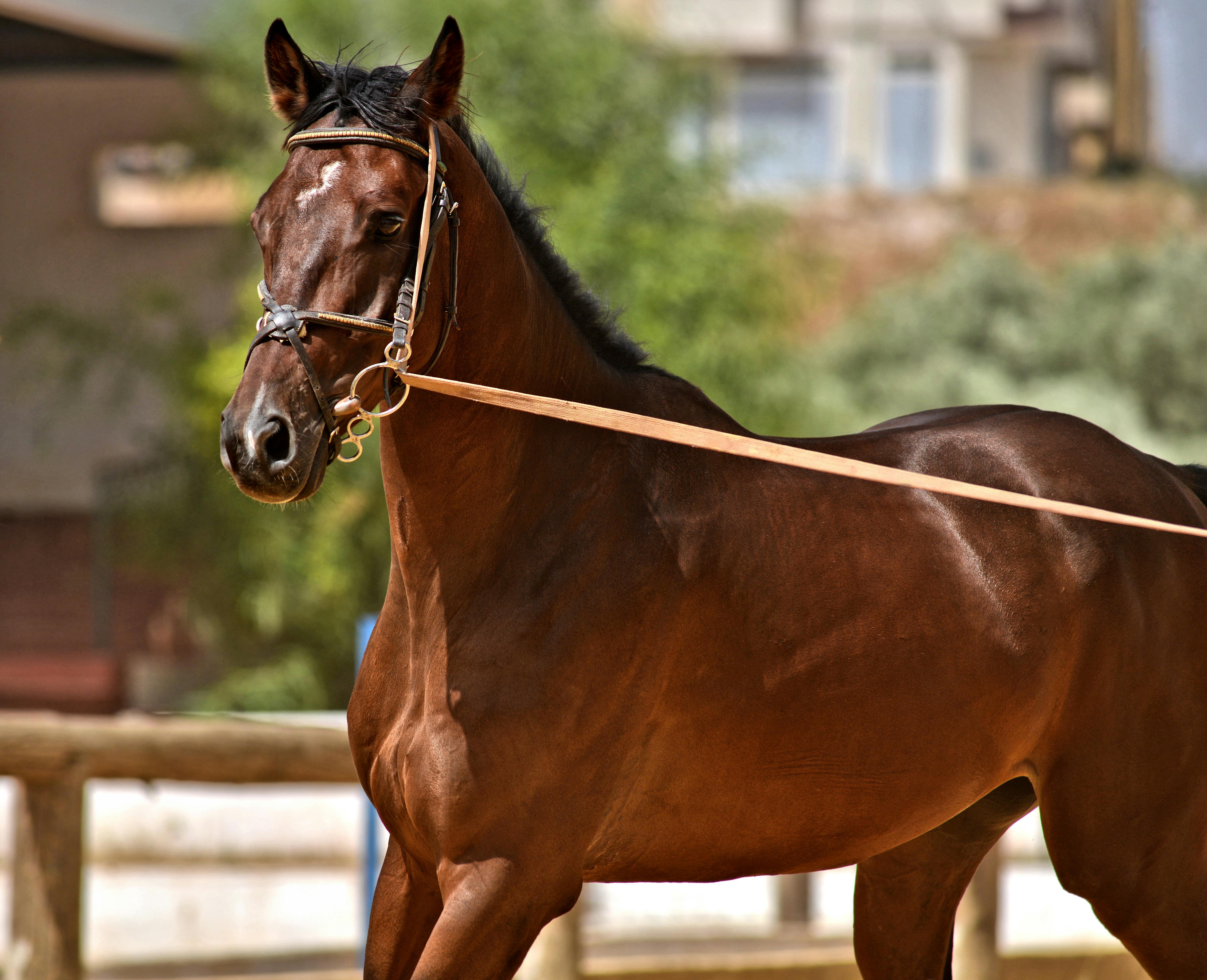 Where to Donate Horse Tack Near Me A Guide to Supporting the Horse