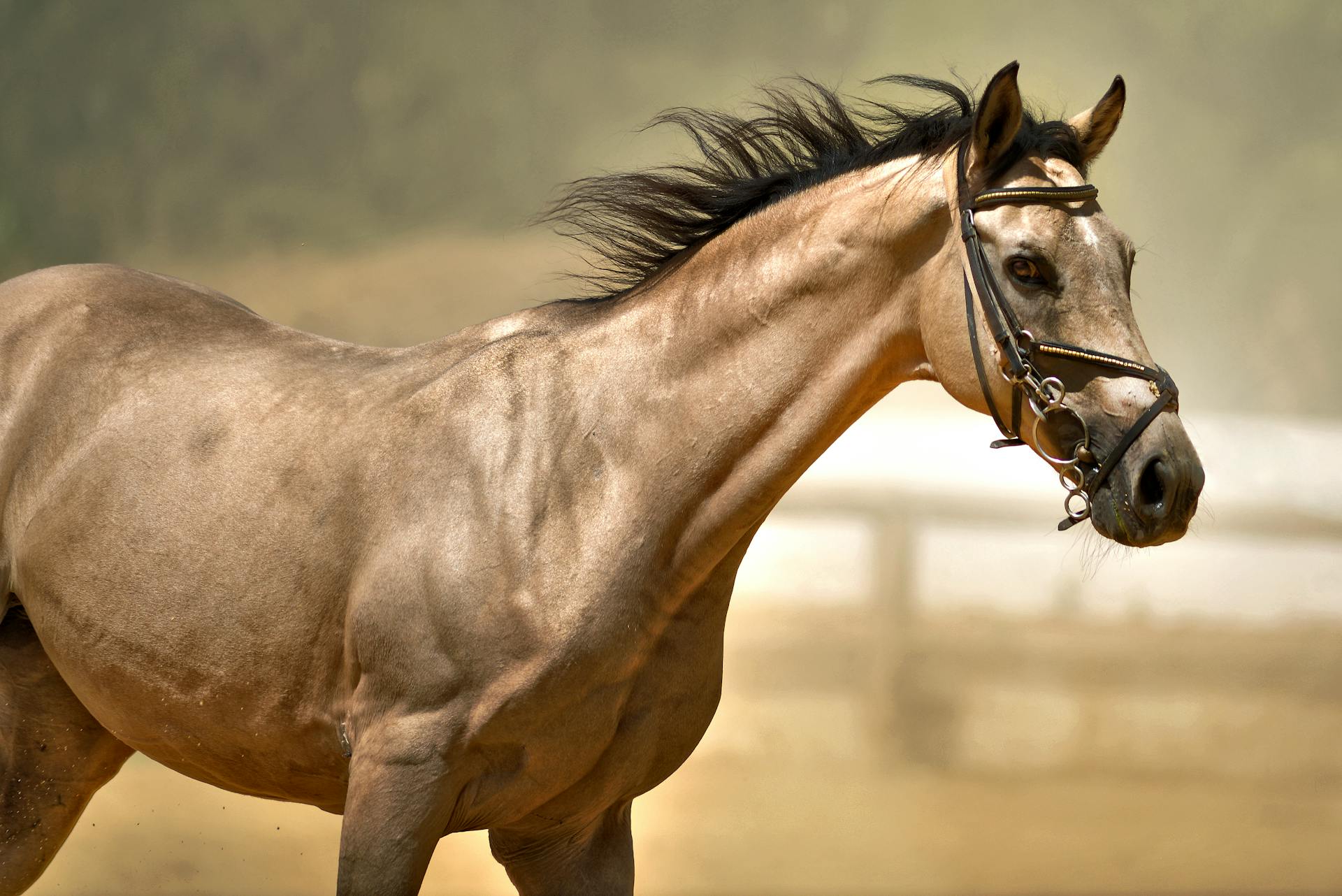 A powerful side view of a horse in motion, showcasing its strength and grace.