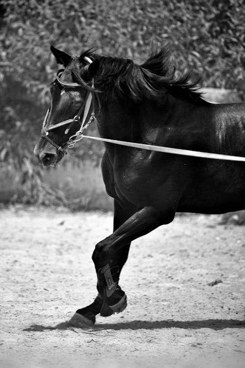 Fotos de stock gratuitas de animal domestico, blanco y negro, caballo