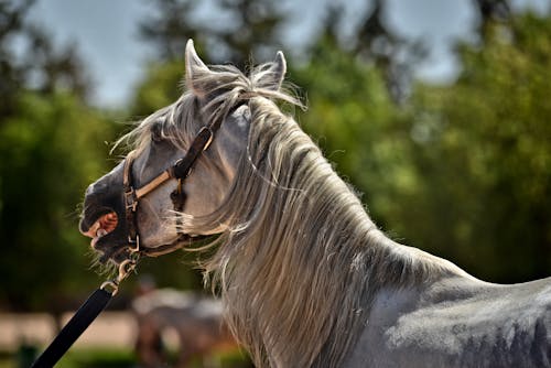 Photo of a Gray Horse