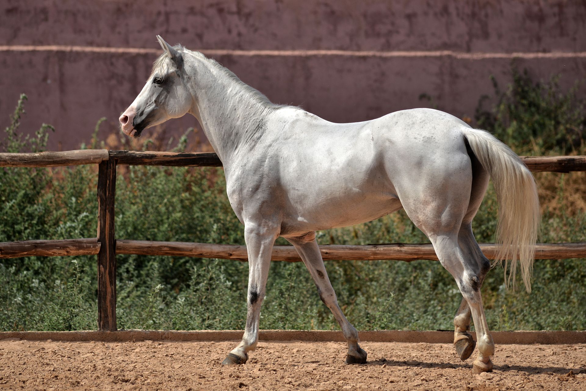 Elegant white horse captured in an outdoor corral, showcasing natural beauty and freedom.