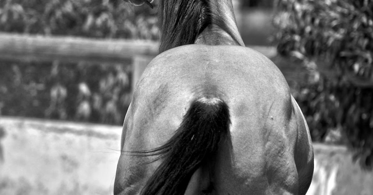 A Stallion Horse Back View Photo · Free Stock Photo