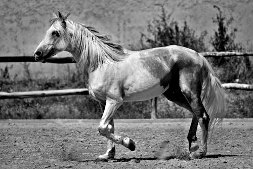 Bezpłatne Darmowe zdjęcie z galerii z czarny i biały, koń, monochromatyczny Zdjęcie z galerii