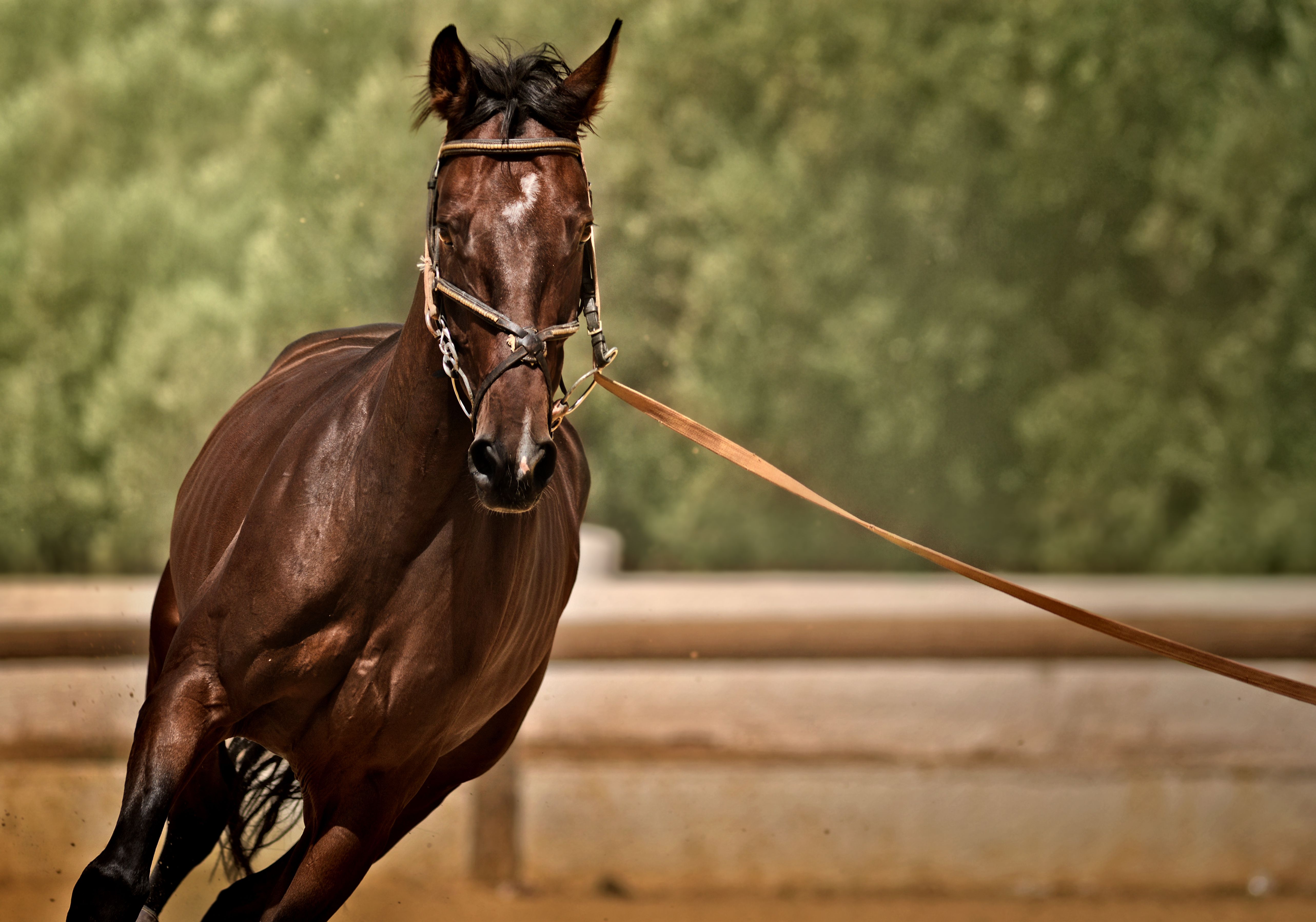 Focused shot of a brown horse running with bridle, showcasing motion and natural beauty.