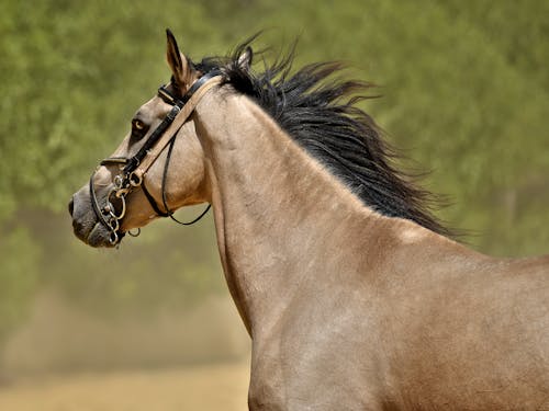 Brown Horse With Brown Leather Saddle