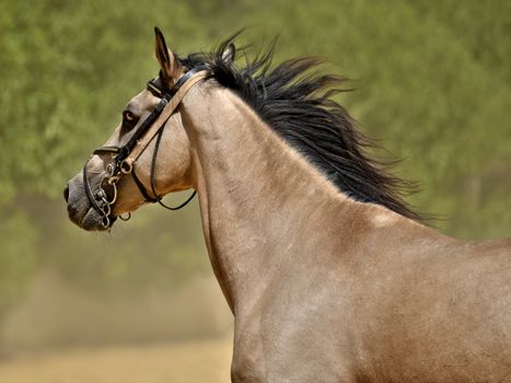 Portrait of an elegant stallion with a flowing mane in a natural outdoor setting.