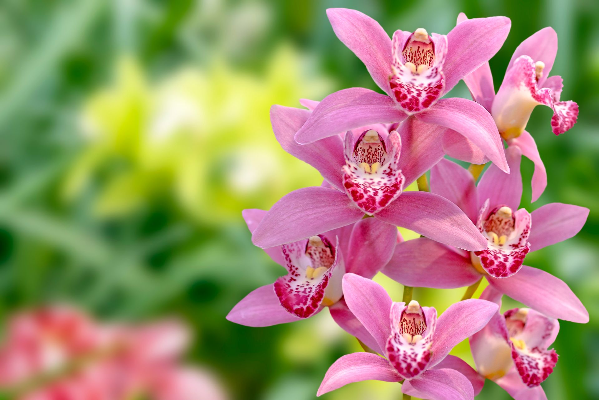 Close-up of blooming pink orchids with a blurred green background showcasing vibrant flora.