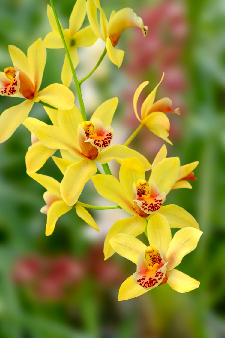 Yellow Orchid Flowers