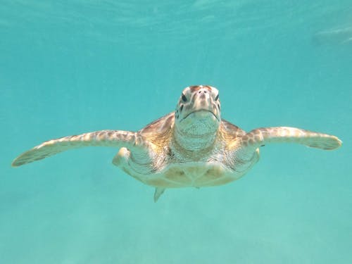 Ücretsiz dalış, Deniz kaplumbağası, egzotik içeren Ücretsiz stok fotoğraf Stok Fotoğraflar
