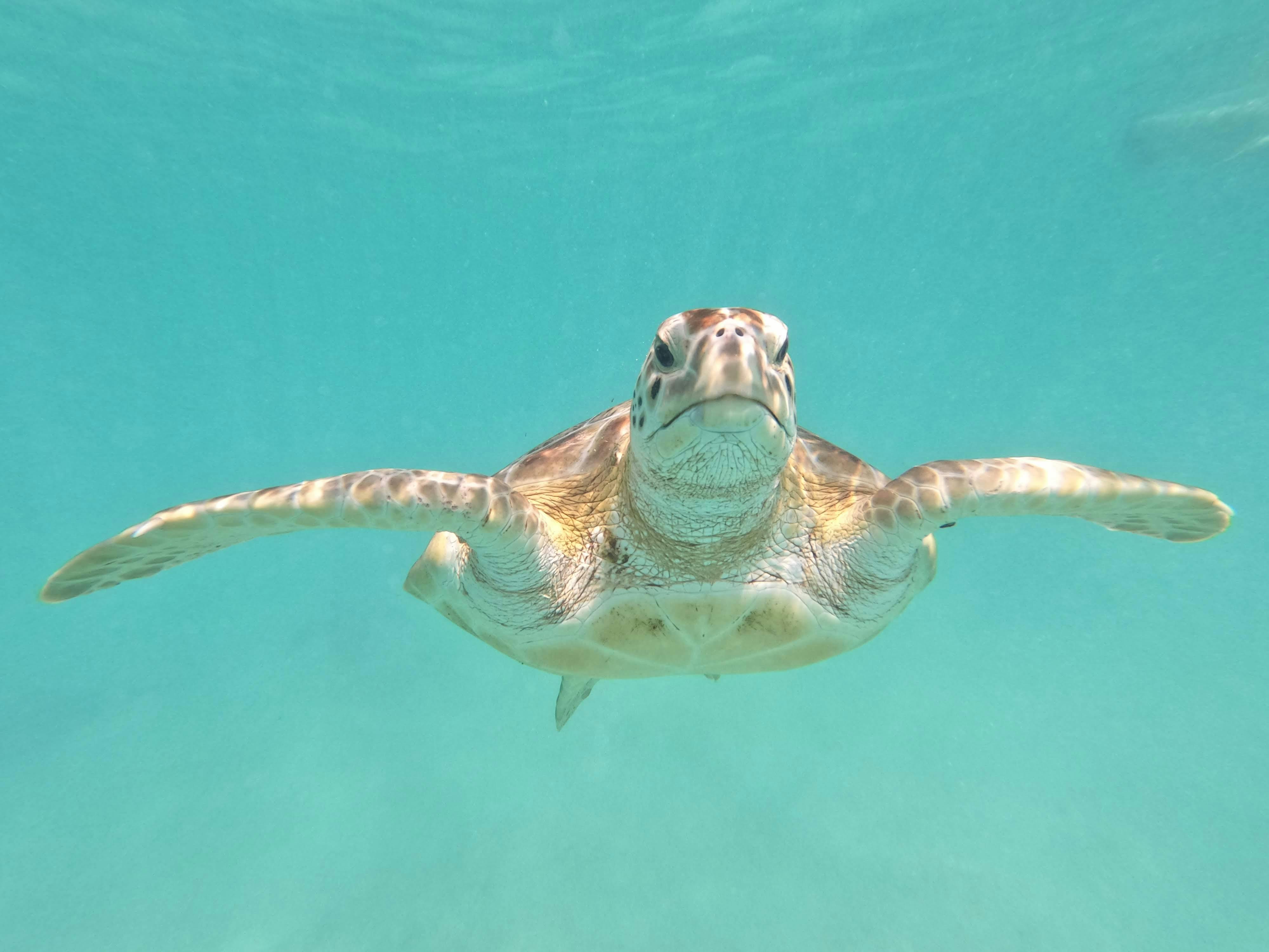 Green Turtle Photos, Download The BEST Free Green Turtle Stock Photos & HD Images Green Turtle Photos, Download The BEST Free Green Turtle Stock Photos & HD Images